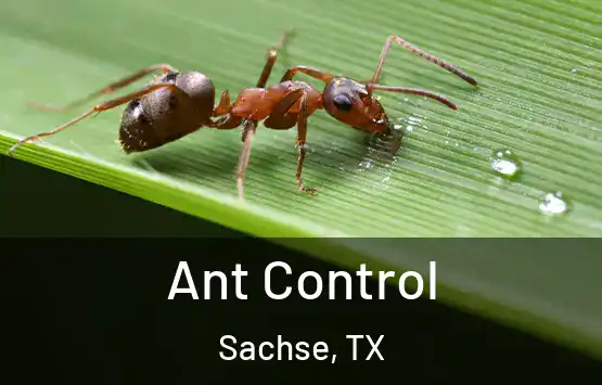  Ant Control Sachse, TX
