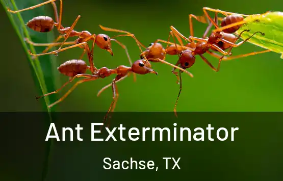  Ant Exterminator Sachse, TX