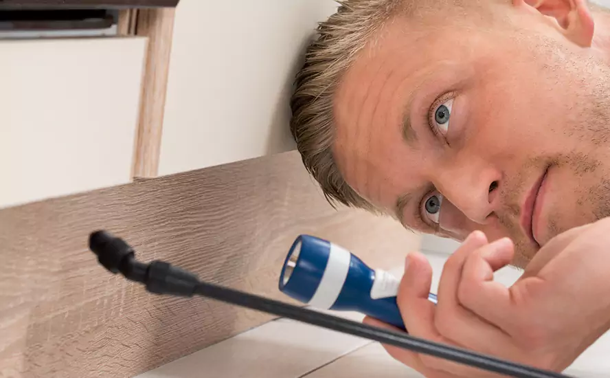 Top-Notch Pest Control in Sachse