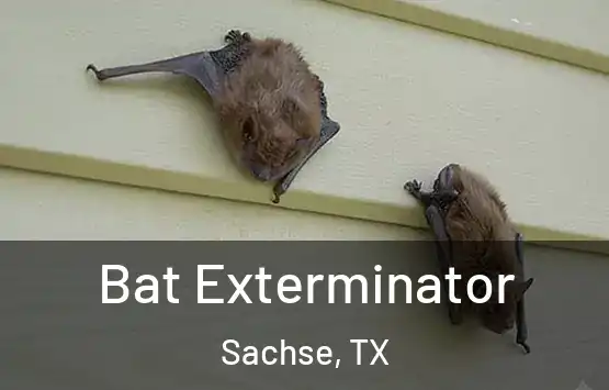  Bat Exterminator Sachse, TX