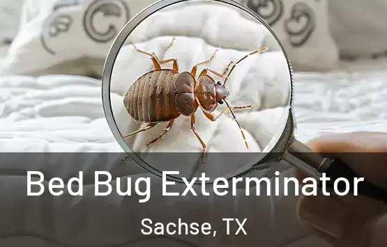  Bed Bug Exterminator Sachse, TX