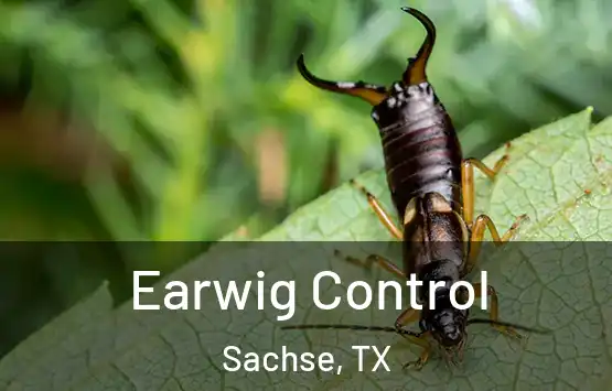  Earwig Control Sachse, TX