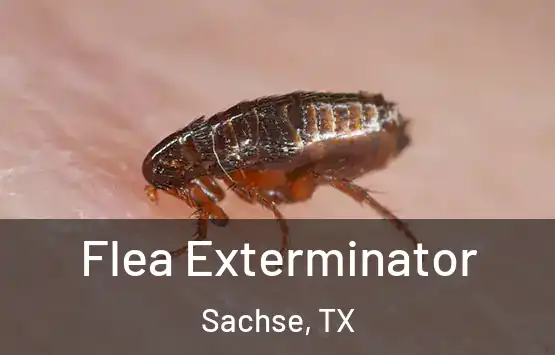  Flea Exterminator Sachse, TX