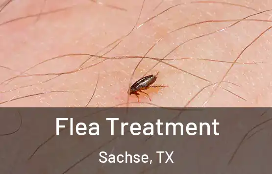  Flea Treatment Sachse, TX