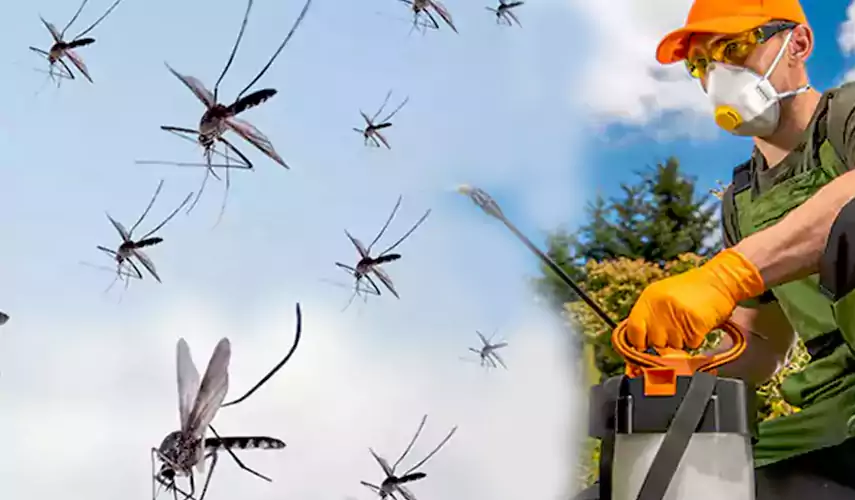 Mosquito Pest Control in Sachse, TX