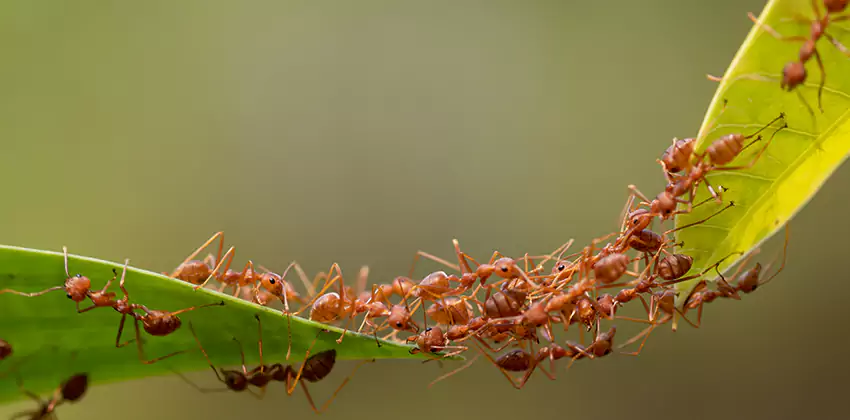 ant-control in Sachse, TX