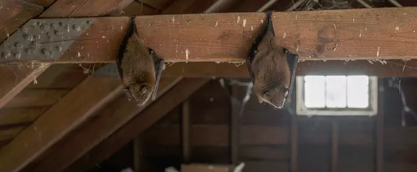 bat-exterminator in Sachse, TX