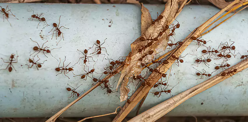 Fire Ant Extermination in Yards, Parks, and Outdoor Spaces Sachse, TX