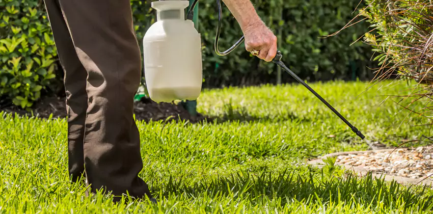 Grub Treatment for Bedrooms Sachse, TX