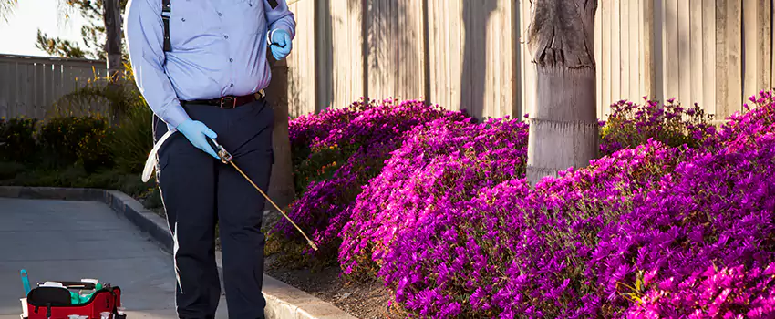 Commercial Mosquito Control Services in Sachse, TX