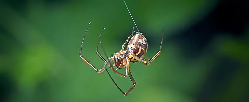 Spider and Mosquito Control Solutions Sachse, TX