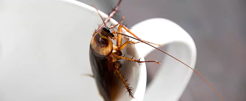 cockroach-pest-control in Sachse, TX