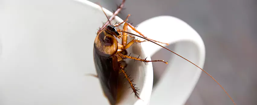 cockroach-treatment in Sachse, TX