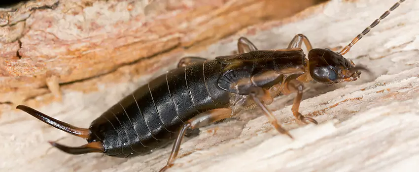 earwig-control in Sachse, TX
