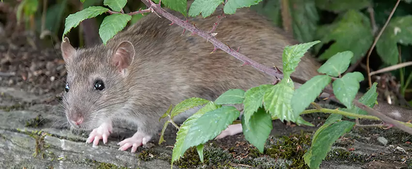 mice-control in Sachse, TX