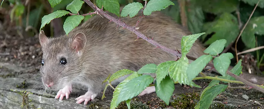 mouse-control in Sachse, TX