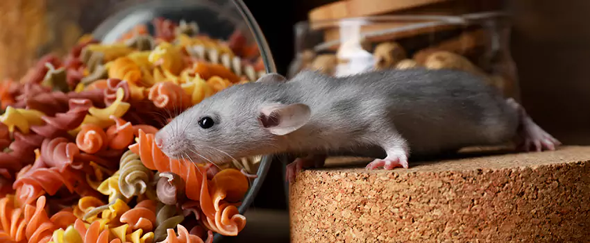 mouse-exterminator in Sachse, TX