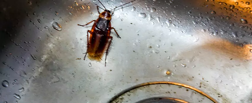 roach-control in Sachse, TX