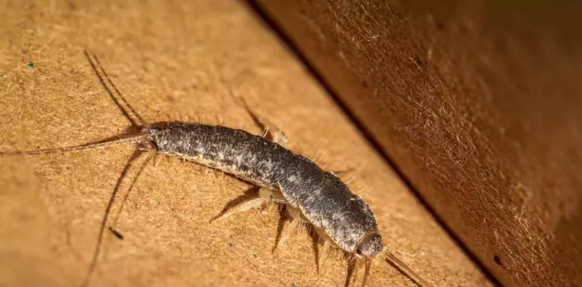 silverfish-control in Sachse, TX