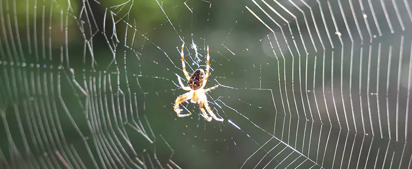 spider-pest-control in Sachse, TX