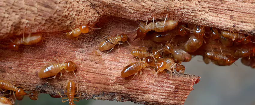 termite-treatment in Sachse, TX