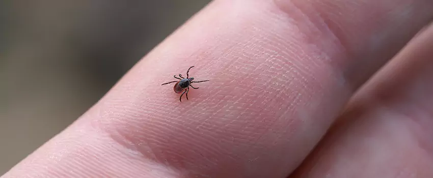 tick-control in Sachse, TX