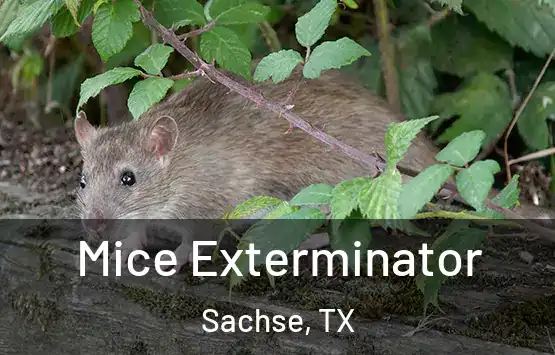  Mice Exterminator Sachse, TX