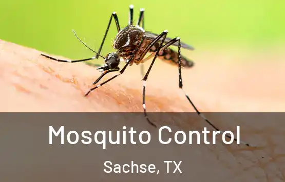  Mosquito Control Sachse, TX