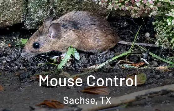  Mouse Control Sachse, TX