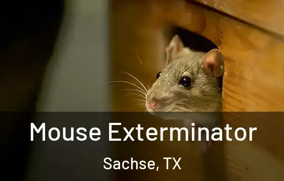  Mouse Exterminator Sachse, TX