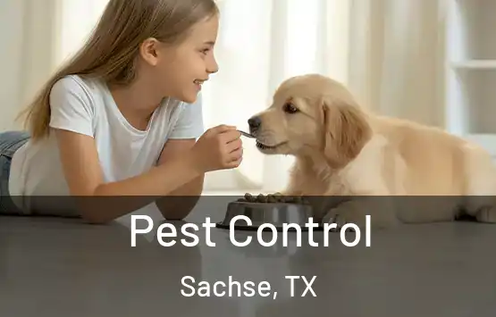Pest Control Sachse, TX