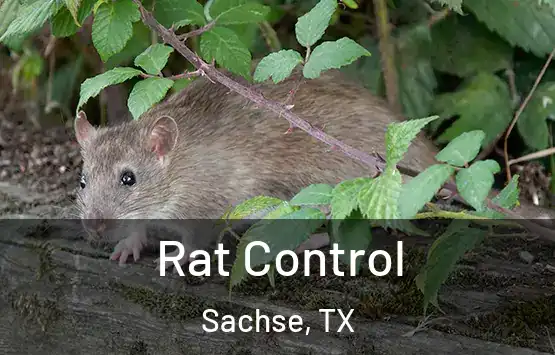  Rat Control Sachse, TX