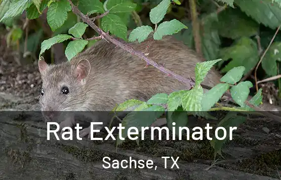  Rat Exterminator Sachse, TX