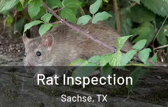  Rat Inspection Sachse, TX