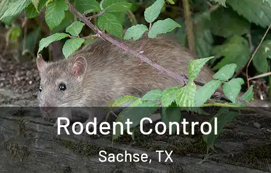  Rodent Control Sachse, TX