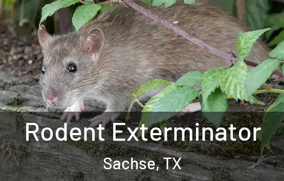  Rodent Exterminator Sachse, TX