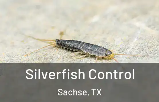  Silverfish Control Sachse, TX