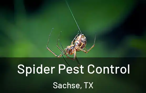  Spider Pest Control Sachse, TX