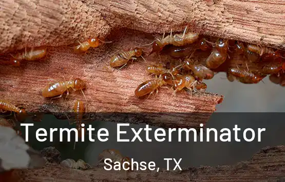  Termite Exterminator Sachse, TX