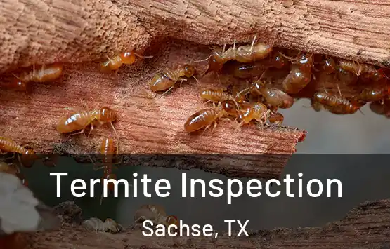  Termite Inspection Sachse, TX