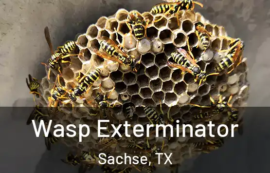  Wasp Exterminator Sachse, TX