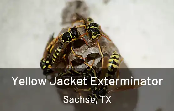  Yellow Jacket Exterminator Sachse, TX